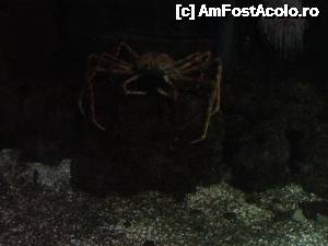 [P05] un crab pe care am avut voie sa il atingem » foto by Dan&Ema
 - 
<span class="allrVoted glyphicon glyphicon-heart hidden" id="av634149"></span>
<a class="m-l-10 hidden" id="sv634149" onclick="voting_Foto_DelVot(,634149,13113)" role="button">șterge vot <span class="glyphicon glyphicon-remove"></span></a>
<a id="v9634149" class=" c-red"  onclick="voting_Foto_SetVot(634149)" role="button"><span class="glyphicon glyphicon-heart-empty"></span> <b>LIKE</b> = Votează poza</a> <img class="hidden"  id="f634149W9" src="/imagini/loader.gif" border="0" /><span class="AjErrMes hidden" id="e634149ErM"></span>