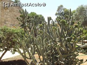 [P37] Cactuşi înfloriţi în curtea Mănăstirii Sf. Barnabas » foto by irinad
 - 
<span class="allrVoted glyphicon glyphicon-heart hidden" id="av762917"></span>
<a class="m-l-10 hidden" id="sv762917" onclick="voting_Foto_DelVot(,762917,13135)" role="button">șterge vot <span class="glyphicon glyphicon-remove"></span></a>
<a id="v9762917" class=" c-red"  onclick="voting_Foto_SetVot(762917)" role="button"><span class="glyphicon glyphicon-heart-empty"></span> <b>LIKE</b> = Votează poza</a> <img class="hidden"  id="f762917W9" src="/imagini/loader.gif" border="0" /><span class="AjErrMes hidden" id="e762917ErM"></span>