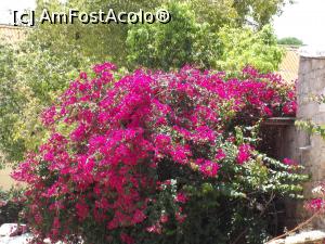 [P04] Bougainvillea de la Mănăstirea Sf. Barnabas » foto by irinad
 - 
<span class="allrVoted glyphicon glyphicon-heart hidden" id="av762837"></span>
<a class="m-l-10 hidden" id="sv762837" onclick="voting_Foto_DelVot(,762837,13135)" role="button">șterge vot <span class="glyphicon glyphicon-remove"></span></a>
<a id="v9762837" class=" c-red"  onclick="voting_Foto_SetVot(762837)" role="button"><span class="glyphicon glyphicon-heart-empty"></span> <b>LIKE</b> = Votează poza</a> <img class="hidden"  id="f762837W9" src="/imagini/loader.gif" border="0" /><span class="AjErrMes hidden" id="e762837ErM"></span>