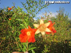 [P46] Flori de rodiu, foarte frumoase si gingase.  » foto by bica adriana
 - 
<span class="allrVoted glyphicon glyphicon-heart hidden" id="av690719"></span>
<a class="m-l-10 hidden" id="sv690719" onclick="voting_Foto_DelVot(,690719,13144)" role="button">șterge vot <span class="glyphicon glyphicon-remove"></span></a>
<a id="v9690719" class=" c-red"  onclick="voting_Foto_SetVot(690719)" role="button"><span class="glyphicon glyphicon-heart-empty"></span> <b>LIKE</b> = Votează poza</a> <img class="hidden"  id="f690719W9" src="/imagini/loader.gif" border="0" /><span class="AjErrMes hidden" id="e690719ErM"></span>