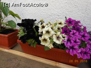 [P29] Arbanasi - Mănăstirea Sfântul Nicolae, petunii cu un colorit inedit.  » foto by iulianic
 - 
<span class="allrVoted glyphicon glyphicon-heart hidden" id="av753213"></span>
<a class="m-l-10 hidden" id="sv753213" onclick="voting_Foto_DelVot(,753213,13213)" role="button">șterge vot <span class="glyphicon glyphicon-remove"></span></a>
<a id="v9753213" class=" c-red"  onclick="voting_Foto_SetVot(753213)" role="button"><span class="glyphicon glyphicon-heart-empty"></span> <b>LIKE</b> = Votează poza</a> <img class="hidden"  id="f753213W9" src="/imagini/loader.gif" border="0" /><span class="AjErrMes hidden" id="e753213ErM"></span>