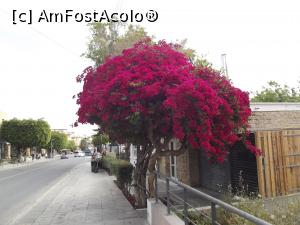 P18 [APR-2018] Bougainvillea de Paphos