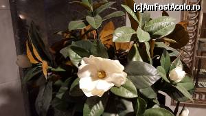 [P33] Foto 31 - Corpul principal, aranjament floral a la Crystal Nirvana... 100% din plastic » foto by Wayfarer
 - 
<span class="allrVoted glyphicon glyphicon-heart hidden" id="av667322"></span>
<a class="m-l-10 hidden" id="sv667322" onclick="voting_Foto_DelVot(,667322,13397)" role="button">șterge vot <span class="glyphicon glyphicon-remove"></span></a>
<a id="v9667322" class=" c-red"  onclick="voting_Foto_SetVot(667322)" role="button"><span class="glyphicon glyphicon-heart-empty"></span> <b>LIKE</b> = Votează poza</a> <img class="hidden"  id="f667322W9" src="/imagini/loader.gif" border="0" /><span class="AjErrMes hidden" id="e667322ErM"></span>