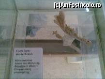 [P61] Peștera Petralona - imagine din muzeu » foto by nicole33
 - 
<span class="allrVoted glyphicon glyphicon-heart hidden" id="av300197"></span>
<a class="m-l-10 hidden" id="sv300197" onclick="voting_Foto_DelVot(,300197,13427)" role="button">șterge vot <span class="glyphicon glyphicon-remove"></span></a>
<a id="v9300197" class=" c-red"  onclick="voting_Foto_SetVot(300197)" role="button"><span class="glyphicon glyphicon-heart-empty"></span> <b>LIKE</b> = Votează poza</a> <img class="hidden"  id="f300197W9" src="/imagini/loader.gif" border="0" /><span class="AjErrMes hidden" id="e300197ErM"></span>