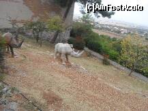 [P22] In partea dreapta erau alte animale salbatice ,tot din piatra » foto by raduu1972
 - 
<span class="allrVoted glyphicon glyphicon-heart hidden" id="av146607"></span>
<a class="m-l-10 hidden" id="sv146607" onclick="voting_Foto_DelVot(,146607,13427)" role="button">șterge vot <span class="glyphicon glyphicon-remove"></span></a>
<a id="v9146607" class=" c-red"  onclick="voting_Foto_SetVot(146607)" role="button"><span class="glyphicon glyphicon-heart-empty"></span> <b>LIKE</b> = Votează poza</a> <img class="hidden"  id="f146607W9" src="/imagini/loader.gif" border="0" /><span class="AjErrMes hidden" id="e146607ErM"></span>
