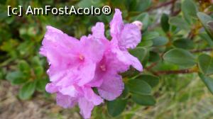 [P16] Rhododendroni întârziați » foto by iuliaen
 - 
<span class="allrVoted glyphicon glyphicon-heart hidden" id="av839150"></span>
<a class="m-l-10 hidden" id="sv839150" onclick="voting_Foto_DelVot(,839150,13472)" role="button">șterge vot <span class="glyphicon glyphicon-remove"></span></a>
<a id="v9839150" class=" c-red"  onclick="voting_Foto_SetVot(839150)" role="button"><span class="glyphicon glyphicon-heart-empty"></span> <b>LIKE</b> = Votează poza</a> <img class="hidden"  id="f839150W9" src="/imagini/loader.gif" border="0" /><span class="AjErrMes hidden" id="e839150ErM"></span>