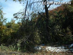 [P04] pacat de acesti copaci cu ramurile rupte » foto by marocanu21
 - 
<span class="allrVoted glyphicon glyphicon-heart hidden" id="av415310"></span>
<a class="m-l-10 hidden" id="sv415310" onclick="voting_Foto_DelVot(,415310,13475)" role="button">șterge vot <span class="glyphicon glyphicon-remove"></span></a>
<a id="v9415310" class=" c-red"  onclick="voting_Foto_SetVot(415310)" role="button"><span class="glyphicon glyphicon-heart-empty"></span> <b>LIKE</b> = Votează poza</a> <img class="hidden"  id="f415310W9" src="/imagini/loader.gif" border="0" /><span class="AjErrMes hidden" id="e415310ErM"></span>