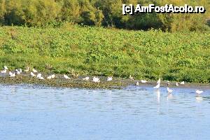 [P11]  -- <small>// FĂRĂ DESCRIERE</small> » foto by sosso
 - 
<span class="allrVoted glyphicon glyphicon-heart hidden" id="av401068"></span>
<a class="m-l-10 hidden" id="sv401068" onclick="voting_Foto_DelVot(,401068,13633)" role="button">șterge vot <span class="glyphicon glyphicon-remove"></span></a>
<a id="v9401068" class=" c-red"  onclick="voting_Foto_SetVot(401068)" role="button"><span class="glyphicon glyphicon-heart-empty"></span> <b>LIKE</b> = Votează poza</a> <img class="hidden"  id="f401068W9" src="/imagini/loader.gif" border="0" /><span class="AjErrMes hidden" id="e401068ErM"></span>