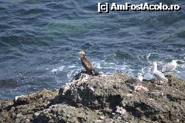 [P04] asteptand cina... fotografie realizata de pe capul stancos din dreapta plajei...  » foto by clipa
 - 
<span class="allrVoted glyphicon glyphicon-heart hidden" id="av401758"></span>
<a class="m-l-10 hidden" id="sv401758" onclick="voting_Foto_DelVot(,401758,13660)" role="button">șterge vot <span class="glyphicon glyphicon-remove"></span></a>
<a id="v9401758" class=" c-red"  onclick="voting_Foto_SetVot(401758)" role="button"><span class="glyphicon glyphicon-heart-empty"></span> <b>LIKE</b> = Votează poza</a> <img class="hidden"  id="f401758W9" src="/imagini/loader.gif" border="0" /><span class="AjErrMes hidden" id="e401758ErM"></span>
