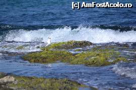 [P07] mdaaa... mi-e tare dor...  » foto by clipa
 - 
<span class="allrVoted glyphicon glyphicon-heart hidden" id="av401763"></span>
<a class="m-l-10 hidden" id="sv401763" onclick="voting_Foto_DelVot(,401763,13660)" role="button">șterge vot <span class="glyphicon glyphicon-remove"></span></a>
<a id="v9401763" class=" c-red"  onclick="voting_Foto_SetVot(401763)" role="button"><span class="glyphicon glyphicon-heart-empty"></span> <b>LIKE</b> = Votează poza</a> <img class="hidden"  id="f401763W9" src="/imagini/loader.gif" border="0" /><span class="AjErrMes hidden" id="e401763ErM"></span>