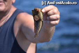 [P09] baarrrr... l-am aruncat inapoi, sa creasca mare...  » foto by clipa
 - 
<span class="allrVoted glyphicon glyphicon-heart hidden" id="av401768"></span>
<a class="m-l-10 hidden" id="sv401768" onclick="voting_Foto_DelVot(,401768,13660)" role="button">șterge vot <span class="glyphicon glyphicon-remove"></span></a>
<a id="v9401768" class=" c-red"  onclick="voting_Foto_SetVot(401768)" role="button"><span class="glyphicon glyphicon-heart-empty"></span> <b>LIKE</b> = Votează poza</a> <img class="hidden"  id="f401768W9" src="/imagini/loader.gif" border="0" /><span class="AjErrMes hidden" id="e401768ErM"></span>