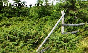 [P14] Pădurice de jepi în rezervaţia Tinovul (turbăria) Seche situată pe scurtul nostru traseu spre vârful Harghita-Mădăraş » foto by Lucien
 - 
<span class="allrVoted glyphicon glyphicon-heart hidden" id="av780711"></span>
<a class="m-l-10 hidden" id="sv780711" onclick="voting_Foto_DelVot(,780711,13675)" role="button">șterge vot <span class="glyphicon glyphicon-remove"></span></a>
<a id="v9780711" class=" c-red"  onclick="voting_Foto_SetVot(780711)" role="button"><span class="glyphicon glyphicon-heart-empty"></span> <b>LIKE</b> = Votează poza</a> <img class="hidden"  id="f780711W9" src="/imagini/loader.gif" border="0" /><span class="AjErrMes hidden" id="e780711ErM"></span>