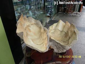 [P126] O scoica imensa » foto by Alina53
 - 
<span class="allrVoted glyphicon glyphicon-heart hidden" id="av402951"></span>
<a class="m-l-10 hidden" id="sv402951" onclick="voting_Foto_DelVot(,402951,13685)" role="button">șterge vot <span class="glyphicon glyphicon-remove"></span></a>
<a id="v9402951" class=" c-red"  onclick="voting_Foto_SetVot(402951)" role="button"><span class="glyphicon glyphicon-heart-empty"></span> <b>LIKE</b> = Votează poza</a> <img class="hidden"  id="f402951W9" src="/imagini/loader.gif" border="0" /><span class="AjErrMes hidden" id="e402951ErM"></span>