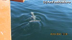 [P13] Unul dintre delfini » foto by vera77
 - 
<span class="allrVoted glyphicon glyphicon-heart hidden" id="av593692"></span>
<a class="m-l-10 hidden" id="sv593692" onclick="voting_Foto_DelVot(,593692,13685)" role="button">șterge vot <span class="glyphicon glyphicon-remove"></span></a>
<a id="v9593692" class=" c-red"  onclick="voting_Foto_SetVot(593692)" role="button"><span class="glyphicon glyphicon-heart-empty"></span> <b>LIKE</b> = Votează poza</a> <img class="hidden"  id="f593692W9" src="/imagini/loader.gif" border="0" /><span class="AjErrMes hidden" id="e593692ErM"></span>