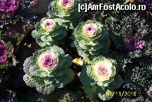 [P10] Floare sau varza? » foto by Alina53
 - 
<span class="allrVoted glyphicon glyphicon-heart hidden" id="av161477"></span>
<a class="m-l-10 hidden" id="sv161477" onclick="voting_Foto_DelVot(,161477,13735)" role="button">șterge vot <span class="glyphicon glyphicon-remove"></span></a>
<a id="v9161477" class=" c-red"  onclick="voting_Foto_SetVot(161477)" role="button"><span class="glyphicon glyphicon-heart-empty"></span> <b>LIKE</b> = Votează poza</a> <img class="hidden"  id="f161477W9" src="/imagini/loader.gif" border="0" /><span class="AjErrMes hidden" id="e161477ErM"></span>