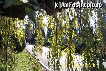 [P11] O zi de toamna pe aleile Gradinii Botanice din Iasi » foto by Alina53
 - 
<span class="allrVoted glyphicon glyphicon-heart hidden" id="av161478"></span>
<a class="m-l-10 hidden" id="sv161478" onclick="voting_Foto_DelVot(,161478,13735)" role="button">șterge vot <span class="glyphicon glyphicon-remove"></span></a>
<a id="v9161478" class=" c-red"  onclick="voting_Foto_SetVot(161478)" role="button"><span class="glyphicon glyphicon-heart-empty"></span> <b>LIKE</b> = Votează poza</a> <img class="hidden"  id="f161478W9" src="/imagini/loader.gif" border="0" /><span class="AjErrMes hidden" id="e161478ErM"></span>
