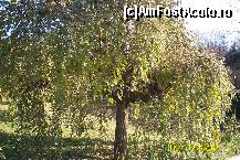 [P12] Inca nedesfrunzit... » foto by Alina53
 - 
<span class="allrVoted glyphicon glyphicon-heart hidden" id="av161480"></span>
<a class="m-l-10 hidden" id="sv161480" onclick="voting_Foto_DelVot(,161480,13735)" role="button">șterge vot <span class="glyphicon glyphicon-remove"></span></a>
<a id="v9161480" class=" c-red"  onclick="voting_Foto_SetVot(161480)" role="button"><span class="glyphicon glyphicon-heart-empty"></span> <b>LIKE</b> = Votează poza</a> <img class="hidden"  id="f161480W9" src="/imagini/loader.gif" border="0" /><span class="AjErrMes hidden" id="e161480ErM"></span>