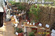 [P15] Expozitie de plante si seminte » foto by Alina53
 - 
<span class="allrVoted glyphicon glyphicon-heart hidden" id="av161484"></span>
<a class="m-l-10 hidden" id="sv161484" onclick="voting_Foto_DelVot(,161484,13735)" role="button">șterge vot <span class="glyphicon glyphicon-remove"></span></a>
<a id="v9161484" class=" c-red"  onclick="voting_Foto_SetVot(161484)" role="button"><span class="glyphicon glyphicon-heart-empty"></span> <b>LIKE</b> = Votează poza</a> <img class="hidden"  id="f161484W9" src="/imagini/loader.gif" border="0" /><span class="AjErrMes hidden" id="e161484ErM"></span>