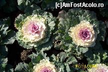 [P09] Si cand te gandesti ca este o *simpla* varza! » foto by Alina53
 - 
<span class="allrVoted glyphicon glyphicon-heart hidden" id="av161475"></span>
<a class="m-l-10 hidden" id="sv161475" onclick="voting_Foto_DelVot(,161475,13735)" role="button">șterge vot <span class="glyphicon glyphicon-remove"></span></a>
<a id="v9161475" class=" c-red"  onclick="voting_Foto_SetVot(161475)" role="button"><span class="glyphicon glyphicon-heart-empty"></span> <b>LIKE</b> = Votează poza</a> <img class="hidden"  id="f161475W9" src="/imagini/loader.gif" border="0" /><span class="AjErrMes hidden" id="e161475ErM"></span>