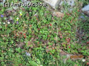 [P30] Din bogățiile pășunilor ... » foto by puiutea
 - 
<span class="allrVoted glyphicon glyphicon-heart hidden" id="av1243776"></span>
<a class="m-l-10 hidden" id="sv1243776" onclick="voting_Foto_DelVot(,1243776,13782)" role="button">șterge vot <span class="glyphicon glyphicon-remove"></span></a>
<a id="v91243776" class=" c-red"  onclick="voting_Foto_SetVot(1243776)" role="button"><span class="glyphicon glyphicon-heart-empty"></span> <b>LIKE</b> = Votează poza</a> <img class="hidden"  id="f1243776W9" src="/imagini/loader.gif" border="0" /><span class="AjErrMes hidden" id="e1243776ErM"></span>