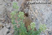 [P24] Aceasta planta este oregano. Creste liber peste tot si este foarte felosita in bucataria greaca. Am cules si noi...  » foto by dorin_galati
 - 
<span class="allrVoted glyphicon glyphicon-heart hidden" id="av408244"></span>
<a class="m-l-10 hidden" id="sv408244" onclick="voting_Foto_DelVot(,408244,13806)" role="button">șterge vot <span class="glyphicon glyphicon-remove"></span></a>
<a id="v9408244" class=" c-red"  onclick="voting_Foto_SetVot(408244)" role="button"><span class="glyphicon glyphicon-heart-empty"></span> <b>LIKE</b> = Votează poza</a> <img class="hidden"  id="f408244W9" src="/imagini/loader.gif" border="0" /><span class="AjErrMes hidden" id="e408244ErM"></span>