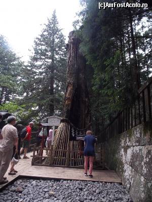 [P85] Nikko, Altarul Tosho-Gu, cedrul Kano protejat de o funie sacră, în a cărui adâncitură vizitatorii arunca monede și se roagă pentru noroc, lângă mausoleul lui Ieyasu Tokugawa » foto by mprofeanu
 - 
<span class="allrVoted glyphicon glyphicon-heart hidden" id="av688032"></span>
<a class="m-l-10 hidden" id="sv688032" onclick="voting_Foto_DelVot(,688032,13808)" role="button">șterge vot <span class="glyphicon glyphicon-remove"></span></a>
<a id="v9688032" class=" c-red"  onclick="voting_Foto_SetVot(688032)" role="button"><span class="glyphicon glyphicon-heart-empty"></span> <b>LIKE</b> = Votează poza</a> <img class="hidden"  id="f688032W9" src="/imagini/loader.gif" border="0" /><span class="AjErrMes hidden" id="e688032ErM"></span>