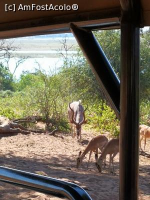 [P06] Botswana-Chobe parc » foto by Noha
 - 
<span class="allrVoted glyphicon glyphicon-heart hidden" id="av1141725"></span>
<a class="m-l-10 hidden" id="sv1141725" onclick="voting_Foto_DelVot(,1141725,13820)" role="button">șterge vot <span class="glyphicon glyphicon-remove"></span></a>
<a id="v91141725" class=" c-red"  onclick="voting_Foto_SetVot(1141725)" role="button"><span class="glyphicon glyphicon-heart-empty"></span> <b>LIKE</b> = Votează poza</a> <img class="hidden"  id="f1141725W9" src="/imagini/loader.gif" border="0" /><span class="AjErrMes hidden" id="e1141725ErM"></span>