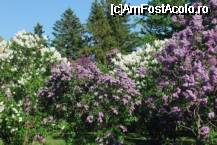 [P11] padurea de liliac » foto by cosminp
 - 
<span class="allrVoted glyphicon glyphicon-heart hidden" id="av47965"></span>
<a class="m-l-10 hidden" id="sv47965" onclick="voting_Foto_DelVot(,47965,13826)" role="button">șterge vot <span class="glyphicon glyphicon-remove"></span></a>
<a id="v947965" class=" c-red"  onclick="voting_Foto_SetVot(47965)" role="button"><span class="glyphicon glyphicon-heart-empty"></span> <b>LIKE</b> = Votează poza</a> <img class="hidden"  id="f47965W9" src="/imagini/loader.gif" border="0" /><span class="AjErrMes hidden" id="e47965ErM"></span>