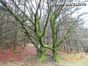 [P12] Parcul Naţional Glendalough, copaci verzi, dar fara frunze.  » foto by Diaura*
 - 
<span class="allrVoted glyphicon glyphicon-heart hidden" id="av411633"></span>
<a class="m-l-10 hidden" id="sv411633" onclick="voting_Foto_DelVot(,411633,13899)" role="button">șterge vot <span class="glyphicon glyphicon-remove"></span></a>
<a id="v9411633" class=" c-red"  onclick="voting_Foto_SetVot(411633)" role="button"><span class="glyphicon glyphicon-heart-empty"></span> <b>LIKE</b> = Votează poza</a> <img class="hidden"  id="f411633W9" src="/imagini/loader.gif" border="0" /><span class="AjErrMes hidden" id="e411633ErM"></span>