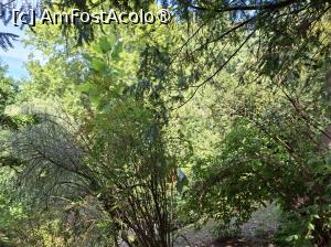 [P07] Parcul dendrologic (Arboretum) din Simeria » foto by Carmen Ion
 - 
<span class="allrVoted glyphicon glyphicon-heart hidden" id="av1511406"></span>
<a class="m-l-10 hidden" id="sv1511406" onclick="voting_Foto_DelVot(,1511406,13964)" role="button">șterge vot <span class="glyphicon glyphicon-remove"></span></a>
<a id="v91511406" class=" c-red"  onclick="voting_Foto_SetVot(1511406)" role="button"><span class="glyphicon glyphicon-heart-empty"></span> <b>LIKE</b> = Votează poza</a> <img class="hidden"  id="f1511406W9" src="/imagini/loader.gif" border="0" /><span class="AjErrMes hidden" id="e1511406ErM"></span>