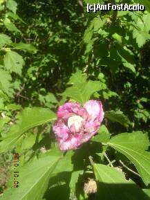 [P20] Altă floare, puţin mai trecută, de Hibiscus Syriacus. » foto by abbilbal*
 - 
<span class="allrVoted glyphicon glyphicon-heart hidden" id="av145659"></span>
<a class="m-l-10 hidden" id="sv145659" onclick="voting_Foto_DelVot(,145659,13964)" role="button">șterge vot <span class="glyphicon glyphicon-remove"></span></a>
<a id="v9145659" class=" c-red"  onclick="voting_Foto_SetVot(145659)" role="button"><span class="glyphicon glyphicon-heart-empty"></span> <b>LIKE</b> = Votează poza</a> <img class="hidden"  id="f145659W9" src="/imagini/loader.gif" border="0" /><span class="AjErrMes hidden" id="e145659ErM"></span>