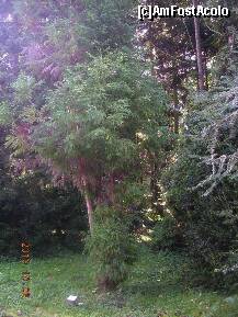 [P39] Cryptomeria japonica. Sunt cei trei pomi din centrul fotografiei cu frunze aciculare verzi şi roşii spre violet (parcă ar fi uscate). Pomii au o înălţime mare. Se vede cum sunt plantate plăcuţele indicatoare. » foto by abbilbal*
 - 
<span class="allrVoted glyphicon glyphicon-heart hidden" id="av145703"></span>
<a class="m-l-10 hidden" id="sv145703" onclick="voting_Foto_DelVot(,145703,13964)" role="button">șterge vot <span class="glyphicon glyphicon-remove"></span></a>
<a id="v9145703" class=" c-red"  onclick="voting_Foto_SetVot(145703)" role="button"><span class="glyphicon glyphicon-heart-empty"></span> <b>LIKE</b> = Votează poza</a> <img class="hidden"  id="f145703W9" src="/imagini/loader.gif" border="0" /><span class="AjErrMes hidden" id="e145703ErM"></span>