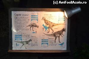 [P10] Informatii referitoare la exponate » foto by cristianam
 - 
<span class="allrVoted glyphicon glyphicon-heart hidden" id="av528295"></span>
<a class="m-l-10 hidden" id="sv528295" onclick="voting_Foto_DelVot(,528295,14175)" role="button">șterge vot <span class="glyphicon glyphicon-remove"></span></a>
<a id="v9528295" class=" c-red"  onclick="voting_Foto_SetVot(528295)" role="button"><span class="glyphicon glyphicon-heart-empty"></span> <b>LIKE</b> = Votează poza</a> <img class="hidden"  id="f528295W9" src="/imagini/loader.gif" border="0" /><span class="AjErrMes hidden" id="e528295ErM"></span>