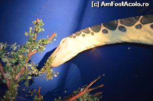 [P04] LA asa gat, va imaginati restul corpului???  » foto by cristianam
 - 
<span class="allrVoted glyphicon glyphicon-heart hidden" id="av528289"></span>
<a class="m-l-10 hidden" id="sv528289" onclick="voting_Foto_DelVot(,528289,14175)" role="button">șterge vot <span class="glyphicon glyphicon-remove"></span></a>
<a id="v9528289" class=" c-red"  onclick="voting_Foto_SetVot(528289)" role="button"><span class="glyphicon glyphicon-heart-empty"></span> <b>LIKE</b> = Votează poza</a> <img class="hidden"  id="f528289W9" src="/imagini/loader.gif" border="0" /><span class="AjErrMes hidden" id="e528289ErM"></span>