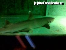 [P11] rechin din zoo-ul Circului Acquatico Bellucci » foto by ali09
 - 
<span class="allrVoted glyphicon glyphicon-heart hidden" id="av466552"></span>
<a class="m-l-10 hidden" id="sv466552" onclick="voting_Foto_DelVot(,466552,14175)" role="button">șterge vot <span class="glyphicon glyphicon-remove"></span></a>
<a id="v9466552" class=" c-red"  onclick="voting_Foto_SetVot(466552)" role="button"><span class="glyphicon glyphicon-heart-empty"></span> <b>LIKE</b> = Votează poza</a> <img class="hidden"  id="f466552W9" src="/imagini/loader.gif" border="0" /><span class="AjErrMes hidden" id="e466552ErM"></span>