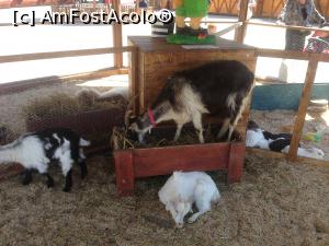 [P03] Traditii si Flori de Sarbatori - in mijlocul targului se gasea acest tarc cu cateva animalute (iezi, miei, iepurasi)  » foto by mishu
 - 
<span class="allrVoted glyphicon glyphicon-heart hidden" id="av846133"></span>
<a class="m-l-10 hidden" id="sv846133" onclick="voting_Foto_DelVot(,846133,14175)" role="button">șterge vot <span class="glyphicon glyphicon-remove"></span></a>
<a id="v9846133" class=" c-red"  onclick="voting_Foto_SetVot(846133)" role="button"><span class="glyphicon glyphicon-heart-empty"></span> <b>LIKE</b> = Votează poza</a> <img class="hidden"  id="f846133W9" src="/imagini/loader.gif" border="0" /><span class="AjErrMes hidden" id="e846133ErM"></span>