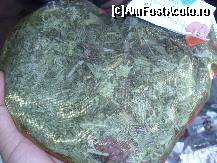 [P20] Pernuta dragostei si armoniei » foto by magdalena
 - 
<span class="allrVoted glyphicon glyphicon-heart hidden" id="av86731"></span>
<a class="m-l-10 hidden" id="sv86731" onclick="voting_Foto_DelVot(,86731,14175)" role="button">șterge vot <span class="glyphicon glyphicon-remove"></span></a>
<a id="v986731" class=" c-red"  onclick="voting_Foto_SetVot(86731)" role="button"><span class="glyphicon glyphicon-heart-empty"></span> <b>LIKE</b> = Votează poza</a> <img class="hidden"  id="f86731W9" src="/imagini/loader.gif" border="0" /><span class="AjErrMes hidden" id="e86731ErM"></span>