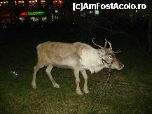 [P15] Un ren adevarat. » foto by ninaa
 - 
<span class="allrVoted glyphicon glyphicon-heart hidden" id="av174242"></span>
<a class="m-l-10 hidden" id="sv174242" onclick="voting_Foto_DelVot(,174242,14175)" role="button">șterge vot <span class="glyphicon glyphicon-remove"></span></a>
<a id="v9174242" class=" c-red"  onclick="voting_Foto_SetVot(174242)" role="button"><span class="glyphicon glyphicon-heart-empty"></span> <b>LIKE</b> = Votează poza</a> <img class="hidden"  id="f174242W9" src="/imagini/loader.gif" border="0" /><span class="AjErrMes hidden" id="e174242ErM"></span>