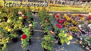 [P23] Flori de vânzare! » foto by tata123 🔱
 - 
<span class="allrVoted glyphicon glyphicon-heart hidden" id="av1368680"></span>
<a class="m-l-10 hidden" id="sv1368680" onclick="voting_Foto_DelVot(,1368680,14175)" role="button">șterge vot <span class="glyphicon glyphicon-remove"></span></a>
<a id="v91368680" class=" c-red"  onclick="voting_Foto_SetVot(1368680)" role="button"><span class="glyphicon glyphicon-heart-empty"></span> <b>LIKE</b> = Votează poza</a> <img class="hidden"  id="f1368680W9" src="/imagini/loader.gif" border="0" /><span class="AjErrMes hidden" id="e1368680ErM"></span>