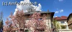 [P21] Magnolie pe str. Av. Jean Texier. » foto by tata123 🔱
 - 
<span class="allrVoted glyphicon glyphicon-heart hidden" id="av1523640"></span>
<a class="m-l-10 hidden" id="sv1523640" onclick="voting_Foto_DelVot(,1523640,14175)" role="button">șterge vot <span class="glyphicon glyphicon-remove"></span></a>
<a id="v91523640" class=" c-red"  onclick="voting_Foto_SetVot(1523640)" role="button"><span class="glyphicon glyphicon-heart-empty"></span> <b>LIKE</b> = Votează poza</a> <img class="hidden"  id="f1523640W9" src="/imagini/loader.gif" border="0" /><span class="AjErrMes hidden" id="e1523640ErM"></span>