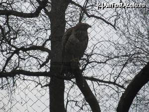 [P31] Gradina Zoologica Oradea- un uliu sorecar » foto by luciaoradea
 - 
<span class="allrVoted glyphicon glyphicon-heart hidden" id="av610442"></span>
<a class="m-l-10 hidden" id="sv610442" onclick="voting_Foto_DelVot(,610442,14194)" role="button">șterge vot <span class="glyphicon glyphicon-remove"></span></a>
<a id="v9610442" class=" c-red"  onclick="voting_Foto_SetVot(610442)" role="button"><span class="glyphicon glyphicon-heart-empty"></span> <b>LIKE</b> = Votează poza</a> <img class="hidden"  id="f610442W9" src="/imagini/loader.gif" border="0" /><span class="AjErrMes hidden" id="e610442ErM"></span>