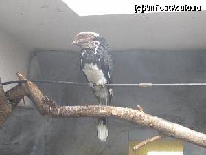 [P40] Gradina Zoologica Oradea- trompetistul Hornbill » foto by luciaoradea
 - 
<span class="allrVoted glyphicon glyphicon-heart hidden" id="av610464"></span>
<a class="m-l-10 hidden" id="sv610464" onclick="voting_Foto_DelVot(,610464,14194)" role="button">șterge vot <span class="glyphicon glyphicon-remove"></span></a>
<a id="v9610464" class=" c-red"  onclick="voting_Foto_SetVot(610464)" role="button"><span class="glyphicon glyphicon-heart-empty"></span> <b>LIKE</b> = Votează poza</a> <img class="hidden"  id="f610464W9" src="/imagini/loader.gif" border="0" /><span class="AjErrMes hidden" id="e610464ErM"></span>