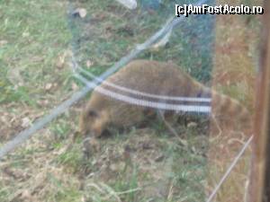 [P73] Gradina Zoologica Oradea- coati » foto by luciaoradea
 - 
<span class="allrVoted glyphicon glyphicon-heart hidden" id="av610504"></span>
<a class="m-l-10 hidden" id="sv610504" onclick="voting_Foto_DelVot(,610504,14194)" role="button">șterge vot <span class="glyphicon glyphicon-remove"></span></a>
<a id="v9610504" class=" c-red"  onclick="voting_Foto_SetVot(610504)" role="button"><span class="glyphicon glyphicon-heart-empty"></span> <b>LIKE</b> = Votează poza</a> <img class="hidden"  id="f610504W9" src="/imagini/loader.gif" border="0" /><span class="AjErrMes hidden" id="e610504ErM"></span>