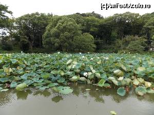 [P54] Kamakura, Templul Tsurugaoka Hachiman-gu, iazul plin încă cu flori de lotus » foto by mprofeanu
 - 
<span class="allrVoted glyphicon glyphicon-heart hidden" id="av686101"></span>
<a class="m-l-10 hidden" id="sv686101" onclick="voting_Foto_DelVot(,686101,14224)" role="button">șterge vot <span class="glyphicon glyphicon-remove"></span></a>
<a id="v9686101" class=" c-red"  onclick="voting_Foto_SetVot(686101)" role="button"><span class="glyphicon glyphicon-heart-empty"></span> <b>LIKE</b> = Votează poza</a> <img class="hidden"  id="f686101W9" src="/imagini/loader.gif" border="0" /><span class="AjErrMes hidden" id="e686101ErM"></span>