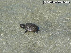 [P10] O broscuta testoasa pe plaja » foto by Xander
 - 
<span class="allrVoted glyphicon glyphicon-heart hidden" id="av663930"></span>
<a class="m-l-10 hidden" id="sv663930" onclick="voting_Foto_DelVot(,663930,14316)" role="button">șterge vot <span class="glyphicon glyphicon-remove"></span></a>
<a id="v9663930" class=" c-red"  onclick="voting_Foto_SetVot(663930)" role="button"><span class="glyphicon glyphicon-heart-empty"></span> <b>LIKE</b> = Votează poza</a> <img class="hidden"  id="f663930W9" src="/imagini/loader.gif" border="0" /><span class="AjErrMes hidden" id="e663930ErM"></span>