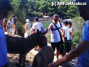 [P11] Magarusii din Parcul Kornati » foto by felix
 - 
<span class="allrVoted glyphicon glyphicon-heart hidden" id="av432030"></span>
<a class="m-l-10 hidden" id="sv432030" onclick="voting_Foto_DelVot(,432030,14336)" role="button">șterge vot <span class="glyphicon glyphicon-remove"></span></a>
<a id="v9432030" class=" c-red"  onclick="voting_Foto_SetVot(432030)" role="button"><span class="glyphicon glyphicon-heart-empty"></span> <b>LIKE</b> = Votează poza</a> <img class="hidden"  id="f432030W9" src="/imagini/loader.gif" border="0" /><span class="AjErrMes hidden" id="e432030ErM"></span>
