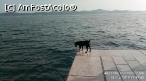 [P38] Morske Orgulje, (Sea Organ) - un cuțu care se întreabă probabil de unde vin sunetele.  » foto by Aurici
 - 
<span class="allrVoted glyphicon glyphicon-heart hidden" id="av1025237"></span>
<a class="m-l-10 hidden" id="sv1025237" onclick="voting_Foto_DelVot(,1025237,14336)" role="button">șterge vot <span class="glyphicon glyphicon-remove"></span></a>
<a id="v91025237" class=" c-red"  onclick="voting_Foto_SetVot(1025237)" role="button"><span class="glyphicon glyphicon-heart-empty"></span> <b>LIKE</b> = Votează poza</a> <img class="hidden"  id="f1025237W9" src="/imagini/loader.gif" border="0" /><span class="AjErrMes hidden" id="e1025237ErM"></span>