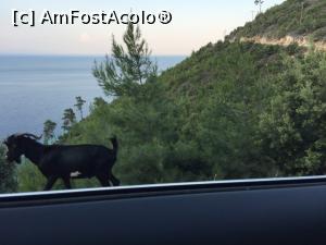 [P22] caprita si marea - drumul spre golden beach » foto by Dan&Ema
 - 
<span class="allrVoted glyphicon glyphicon-heart hidden" id="av880714"></span>
<a class="m-l-10 hidden" id="sv880714" onclick="voting_Foto_DelVot(,880714,14421)" role="button">șterge vot <span class="glyphicon glyphicon-remove"></span></a>
<a id="v9880714" class=" c-red"  onclick="voting_Foto_SetVot(880714)" role="button"><span class="glyphicon glyphicon-heart-empty"></span> <b>LIKE</b> = Votează poza</a> <img class="hidden"  id="f880714W9" src="/imagini/loader.gif" border="0" /><span class="AjErrMes hidden" id="e880714ErM"></span>