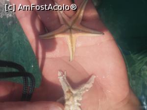 [P03] stele de mare; din pacate una era decedata » foto by veyr00n
 - 
<span class="allrVoted glyphicon glyphicon-heart hidden" id="av883578"></span>
<a class="m-l-10 hidden" id="sv883578" onclick="voting_Foto_DelVot(,883578,14421)" role="button">șterge vot <span class="glyphicon glyphicon-remove"></span></a>
<a id="v9883578" class=" c-red"  onclick="voting_Foto_SetVot(883578)" role="button"><span class="glyphicon glyphicon-heart-empty"></span> <b>LIKE</b> = Votează poza</a> <img class="hidden"  id="f883578W9" src="/imagini/loader.gif" border="0" /><span class="AjErrMes hidden" id="e883578ErM"></span>