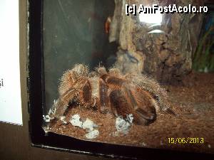 [P37] Tarantula » foto by DanTal74
 - 
<span class="allrVoted glyphicon glyphicon-heart hidden" id="av435531"></span>
<a class="m-l-10 hidden" id="sv435531" onclick="voting_Foto_DelVot(,435531,14430)" role="button">șterge vot <span class="glyphicon glyphicon-remove"></span></a>
<a id="v9435531" class=" c-red"  onclick="voting_Foto_SetVot(435531)" role="button"><span class="glyphicon glyphicon-heart-empty"></span> <b>LIKE</b> = Votează poza</a> <img class="hidden"  id="f435531W9" src="/imagini/loader.gif" border="0" /><span class="AjErrMes hidden" id="e435531ErM"></span>